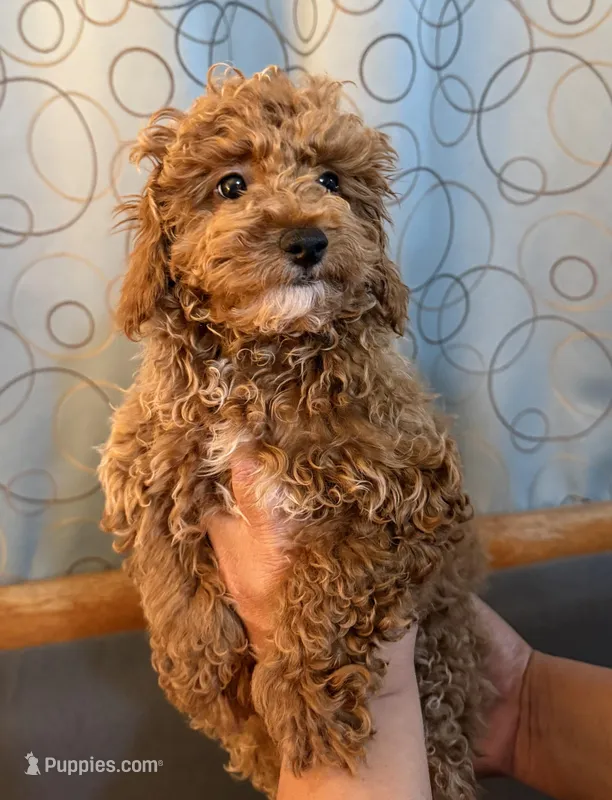 Full AKC Blue  – Poodle - Toy  puppy for sale in Covina, CA