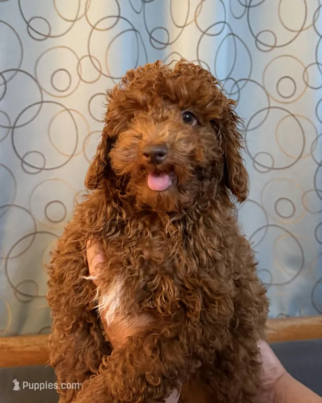 AKC Pet Red Boy – Poodle - Toy  puppy for sale in Covina, CA
