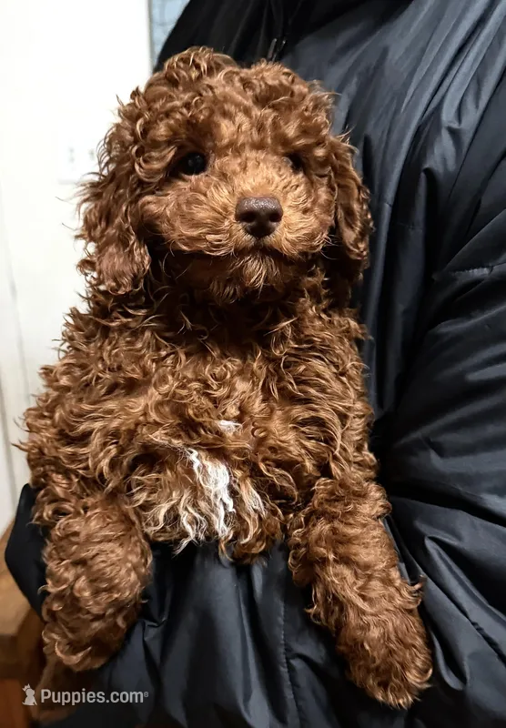 AKC Baby Red – Poodle - Toy  puppy for sale in Covina, CA