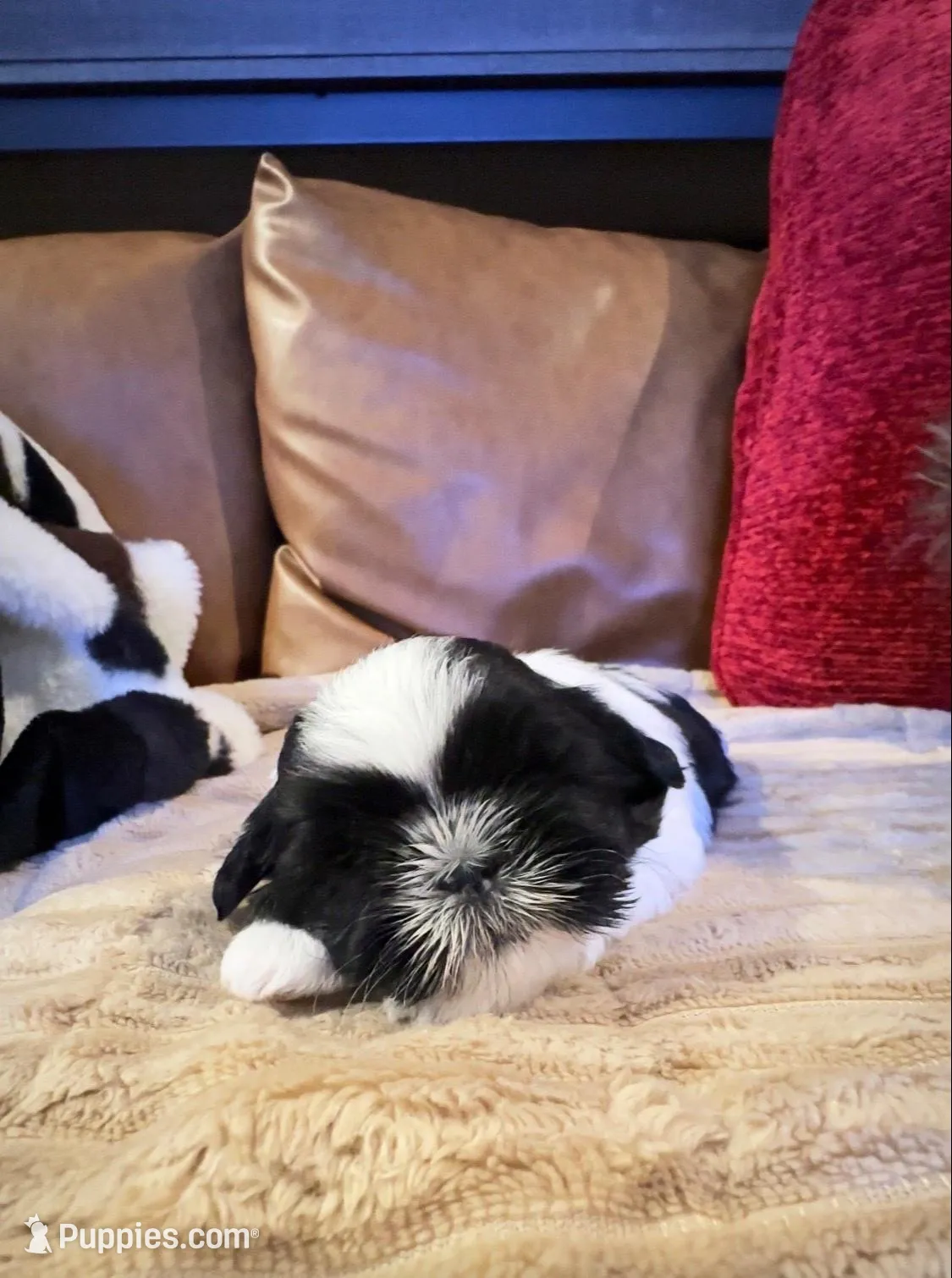Maximus – Shih Tzu puppy for sale in Phoenix, AZ