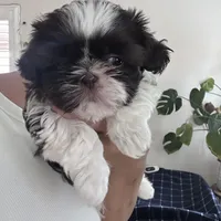 Freya - SOLD, a female Shih Tzu for sale in Phoenix, AZ – Photo 7 of 7