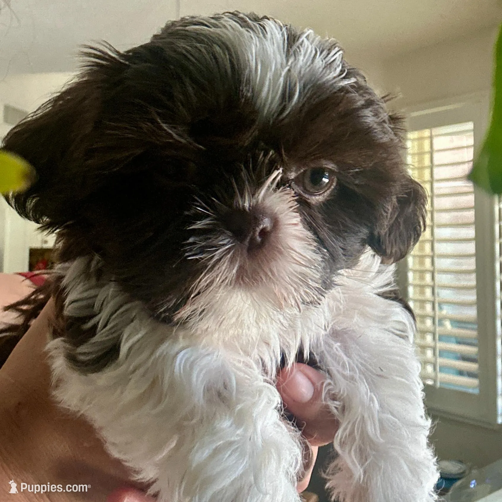 Freya - SOLD, a female Shih Tzu for sale in Phoenix, AZ – Photo 4 of 7