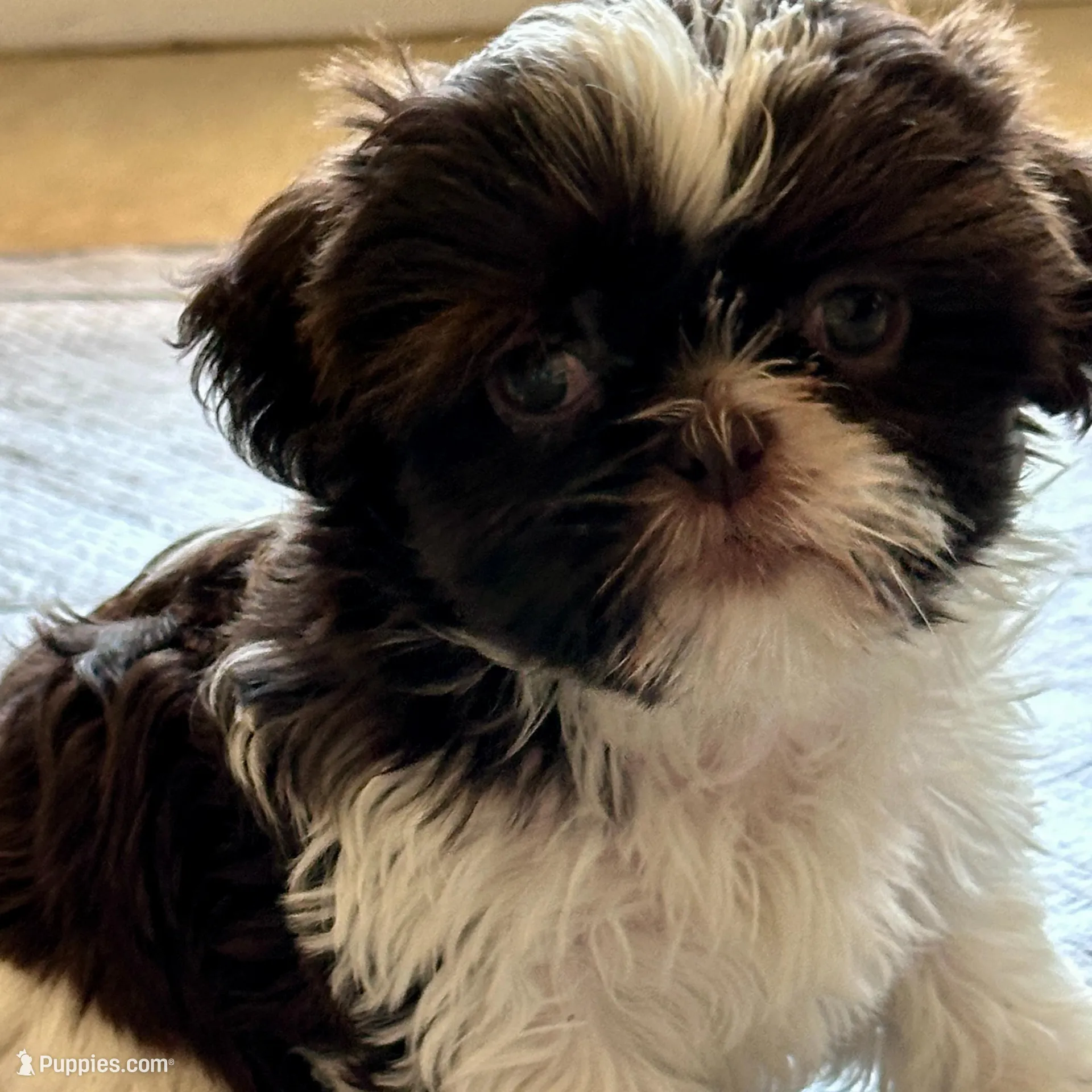 Freya - SOLD, a female Shih Tzu for sale in Phoenix, AZ – Photo 6 of 7