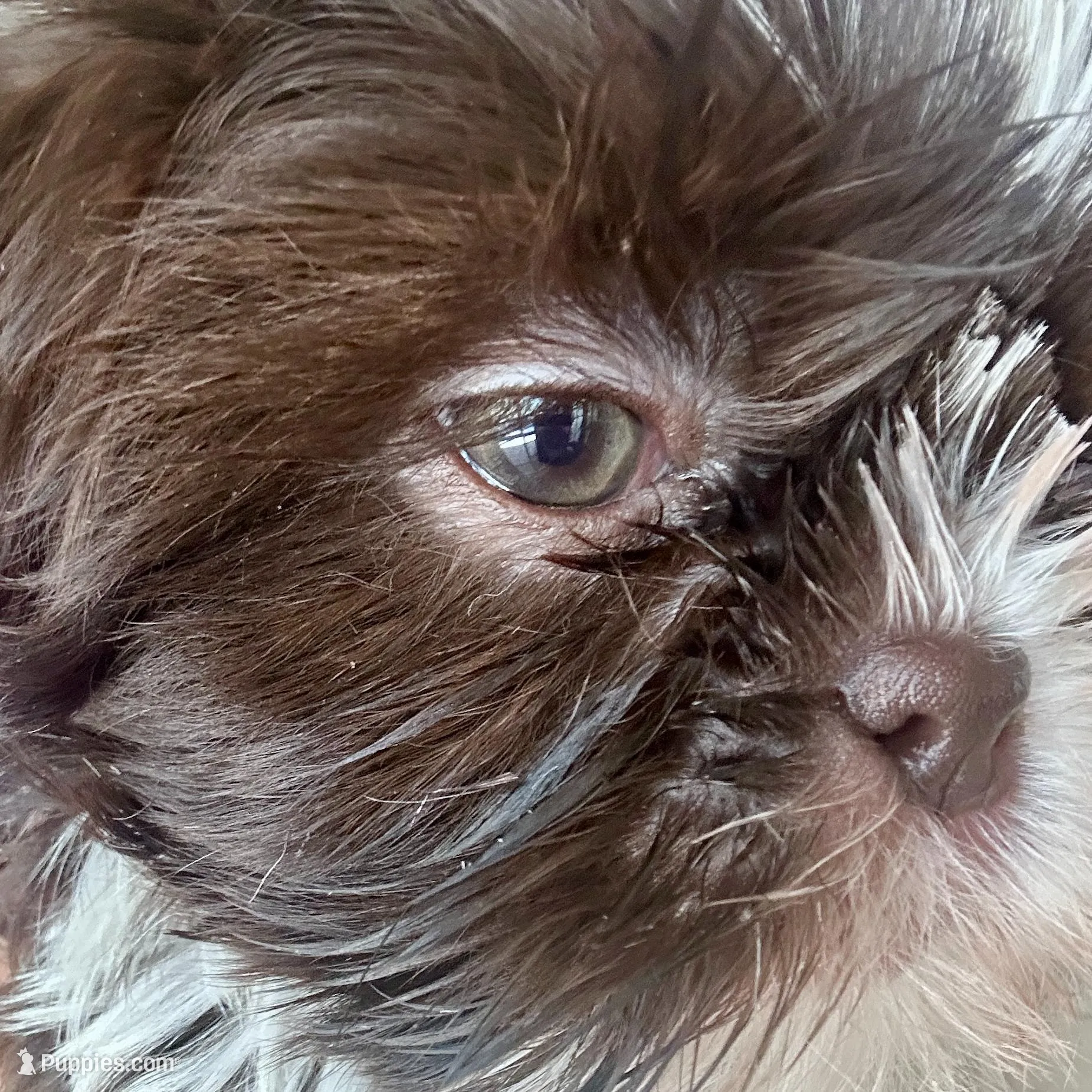 Freya - SOLD, a female Shih Tzu for sale in Phoenix, AZ – Photo 5 of 7