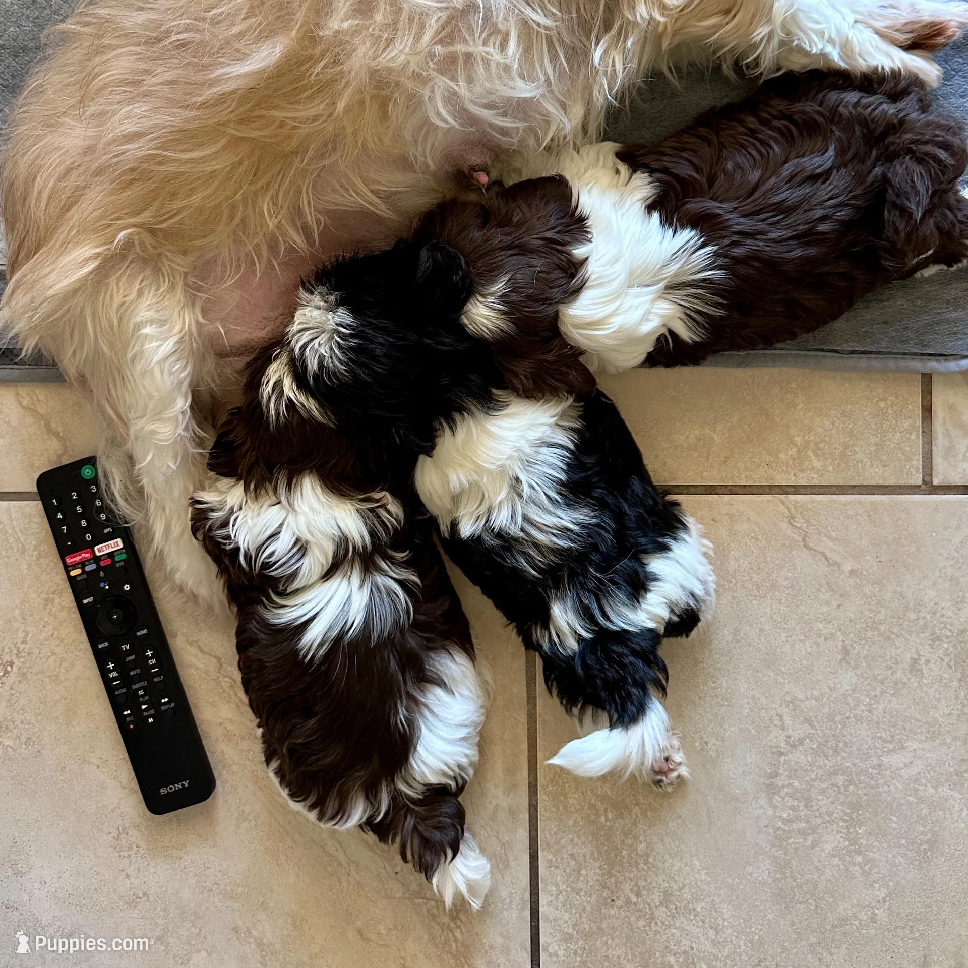 Freya - SOLD, a female Shih Tzu for sale in Phoenix, AZ – Photo 3 of 7