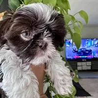 Freya - SOLD, a female Shih Tzu for sale in Phoenix, AZ – Photo 2 of 7