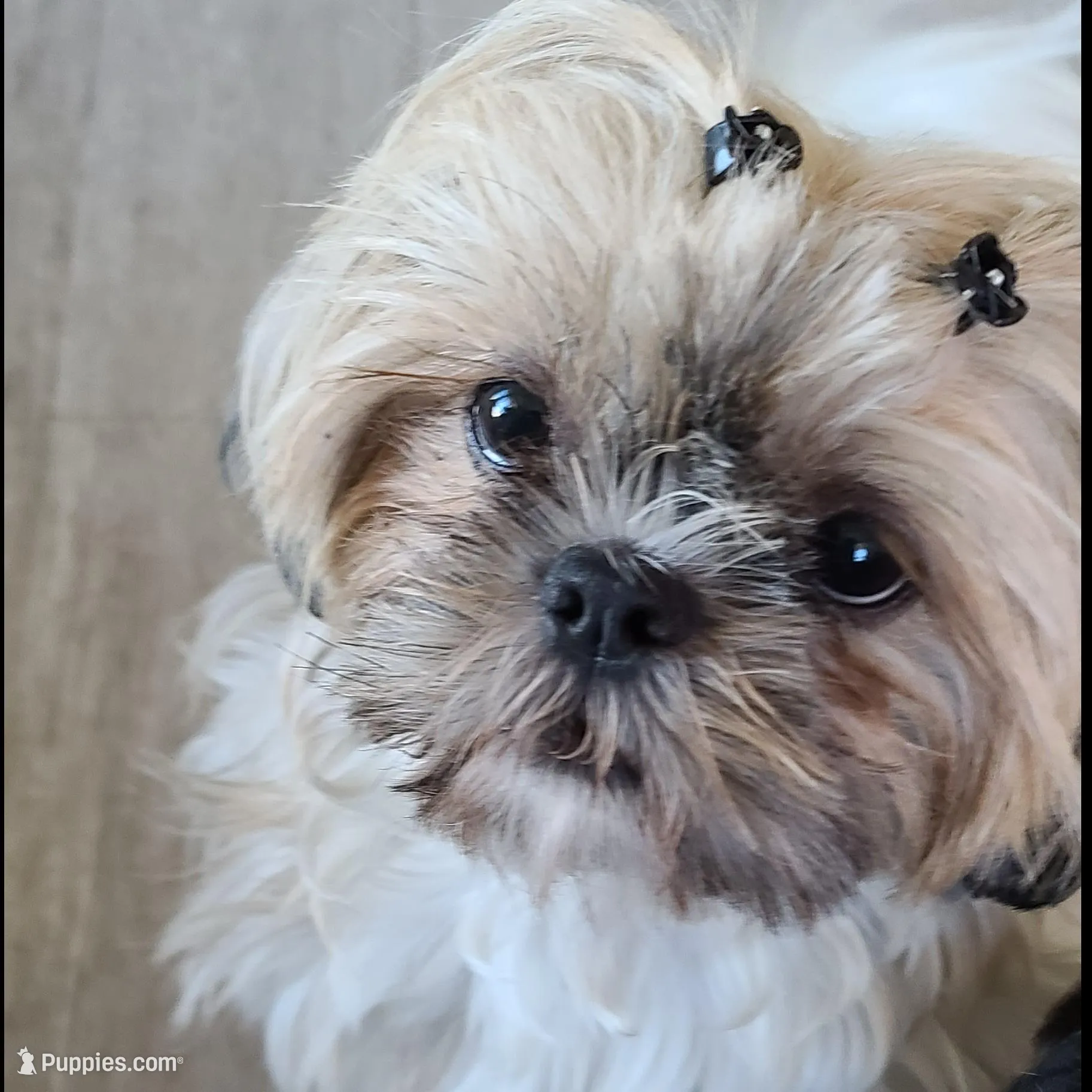 Maximus, a male Shih Tzu for sale in Phoenix, AZ – Photo 5 of 5