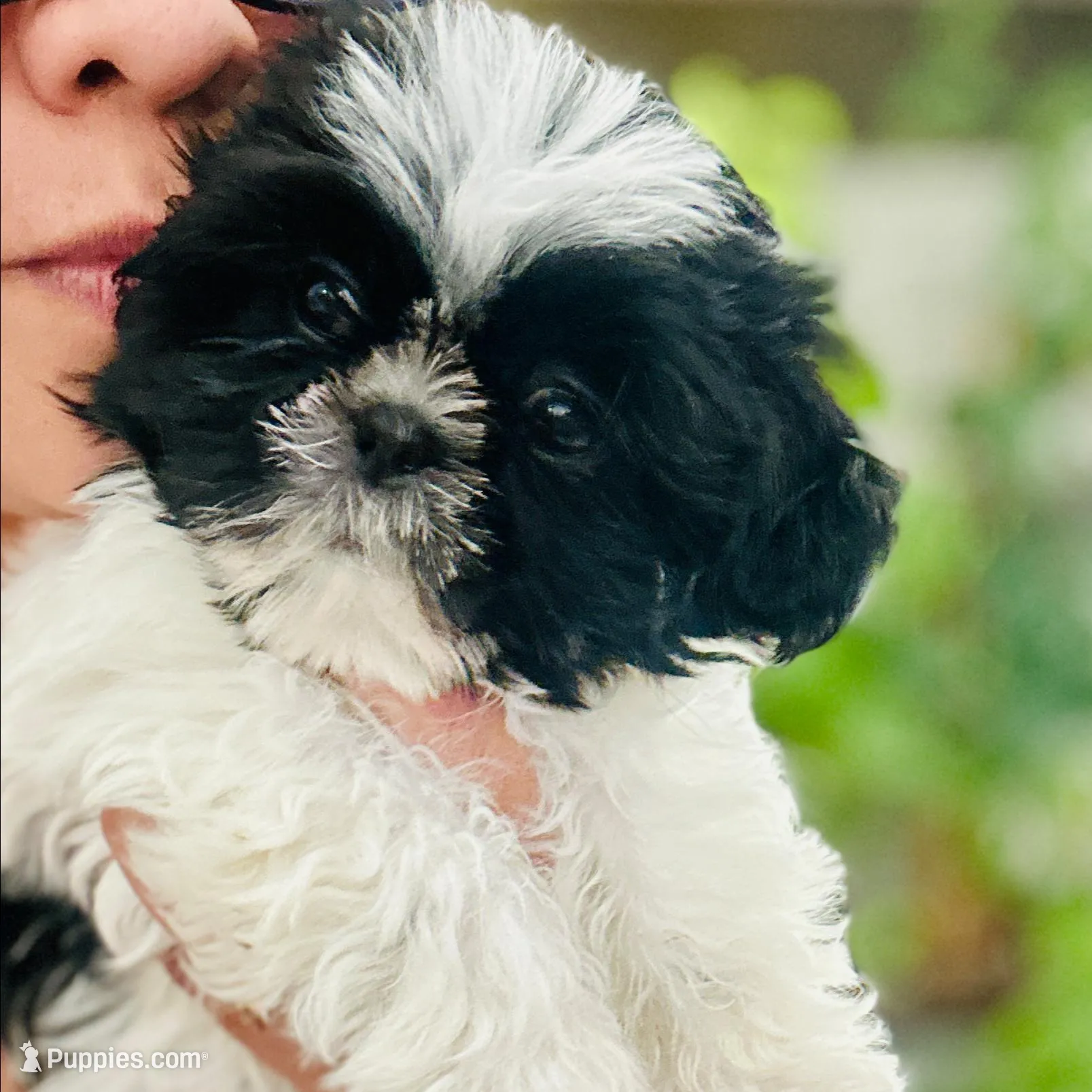 Maximus – Shih Tzu puppy for sale in Phoenix, AZ