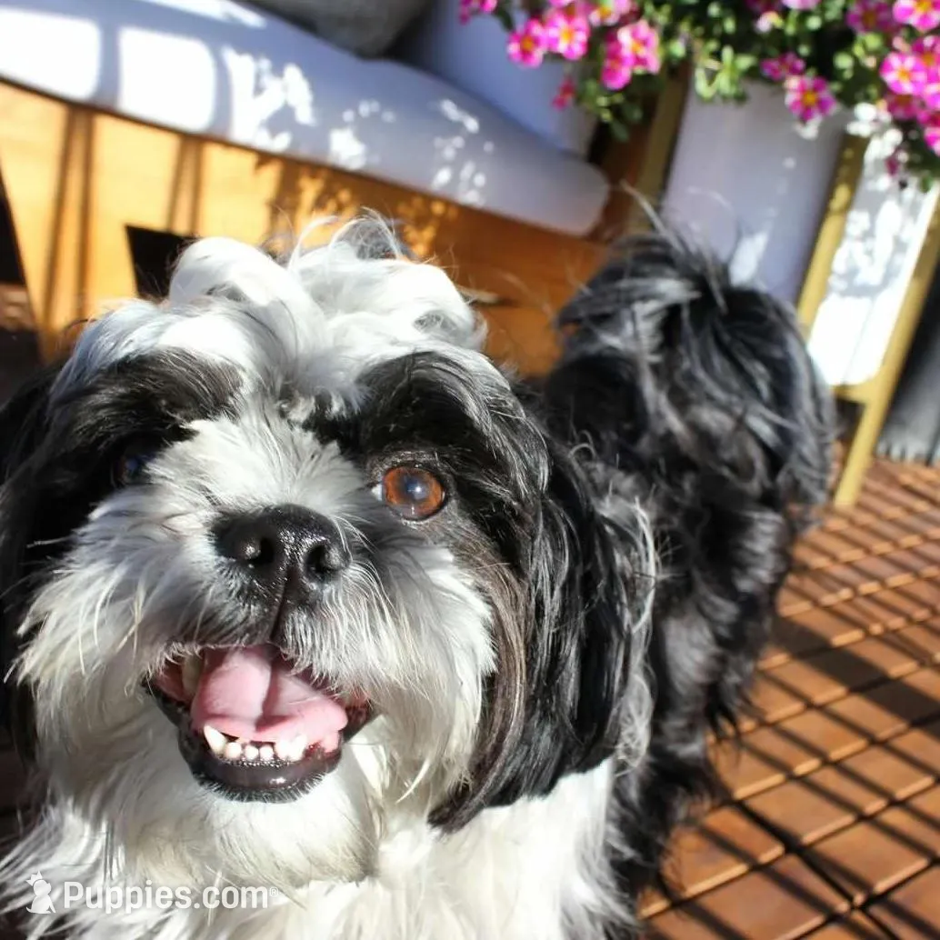 Maximus, a male Shih Tzu for sale in Phoenix, AZ – Photo 4 of 5