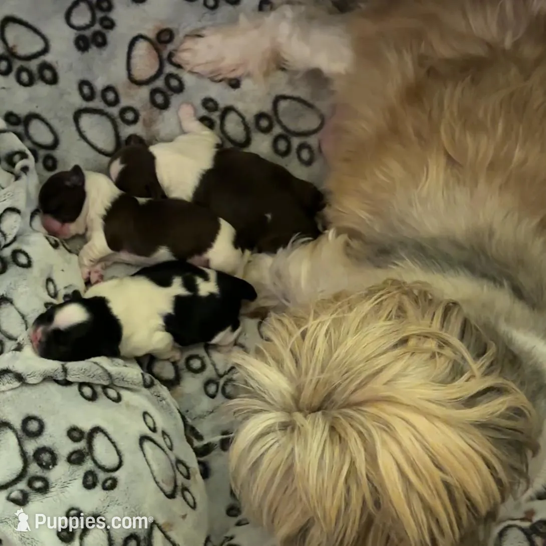 Maximus, a male Shih Tzu for sale in Phoenix, AZ – Photo 3 of 5