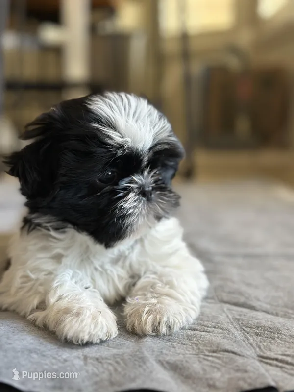Maximus – Shih Tzu puppy for sale in Phoenix, AZ