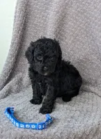 Hunter , a male Miniature Bernedoodle for sale in Canon City, CO – 3 of 3