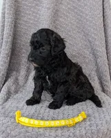 Brailey, a female Miniature Bernedoodle for sale in Canon City, CO – 4 of 4