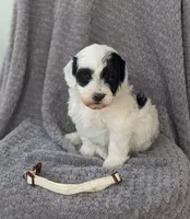 Annie, a female Miniature Bernedoodle for sale in Canon City, CO – 2 of 3