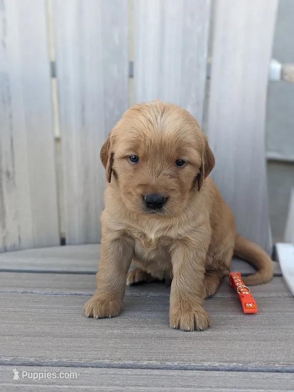 Blaze – Golden Retriever puppy for sale in Canon City, CO