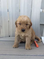 Blaze, a male Golden Retriever for sale in Canon City, CO – 1 of 4