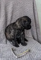Ace, a male Miniature Bernedoodle for sale in Canon City, CO – 2 of 4