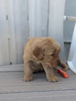 Blaze, a male Golden Retriever for sale in Canon City, CO – 2 of 4