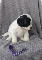 Pepper, a female Miniature Bernedoodle for sale in Canon City, CO – 3 of 4