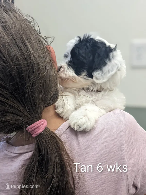 Annie – Miniature Bernedoodle puppy for sale in Canon City, CO