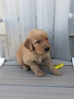 Bingo, a male Golden Retriever for sale in Canon City, CO – 2 of 3