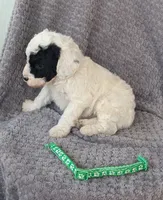 Duke , a male Miniature Bernedoodle for sale in Canon City, CO – 3 of 3