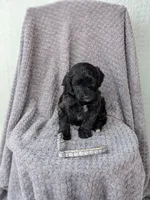Ace, a male Miniature Bernedoodle for sale in Canon City, CO – 4 of 4
