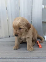 Blaze, a male Golden Retriever for sale in Canon City, CO – 4 of 4