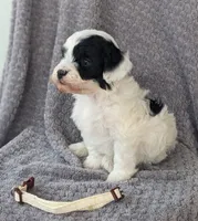 Annie, a female Miniature Bernedoodle for sale in Canon City, CO – 3 of 3