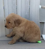 Boomer, a male Golden Retriever for sale in Canon City, CO – 2 of 4