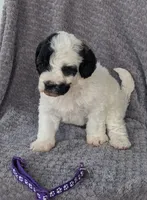 Pepper, a female Miniature Bernedoodle for sale in Canon City, CO – 4 of 4