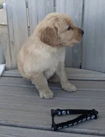 Baxter, a male Golden Retriever for sale in Canon City, CO – 2 of 4