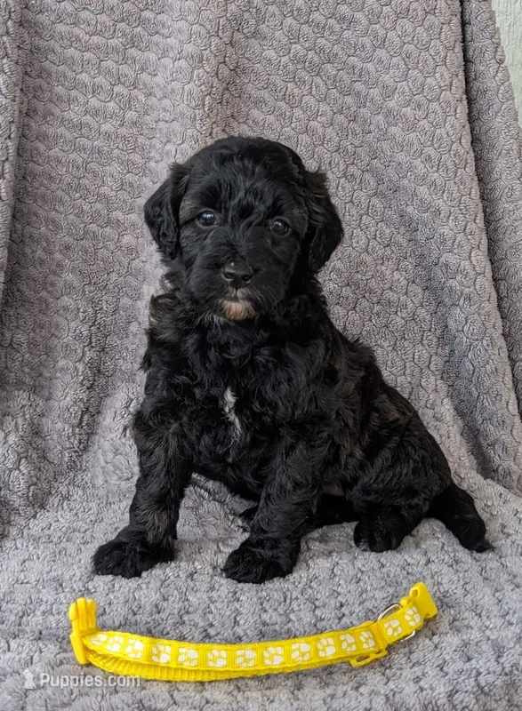 Brailey – Miniature Bernedoodle puppy for sale in Canon City, CO
