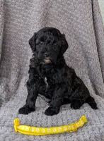 Brailey, a female Miniature Bernedoodle for sale in Canon City, CO – 1 of 4