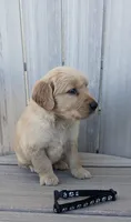 Baxter, a male Golden Retriever for sale in Canon City, CO – 3 of 4