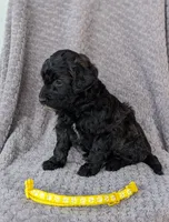Brailey, a female Miniature Bernedoodle for sale in Canon City, CO – 3 of 4