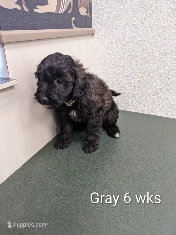 Ace – Miniature Bernedoodle puppy for sale in Canon City, CO