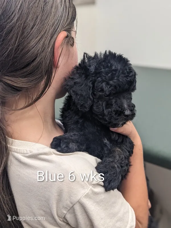 Hunter  – Miniature Bernedoodle puppy for sale in Canon City, CO