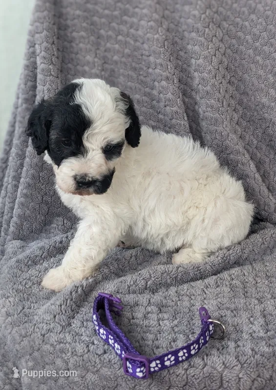 Pepper – Miniature Bernedoodle puppy for sale in Canon City, CO
