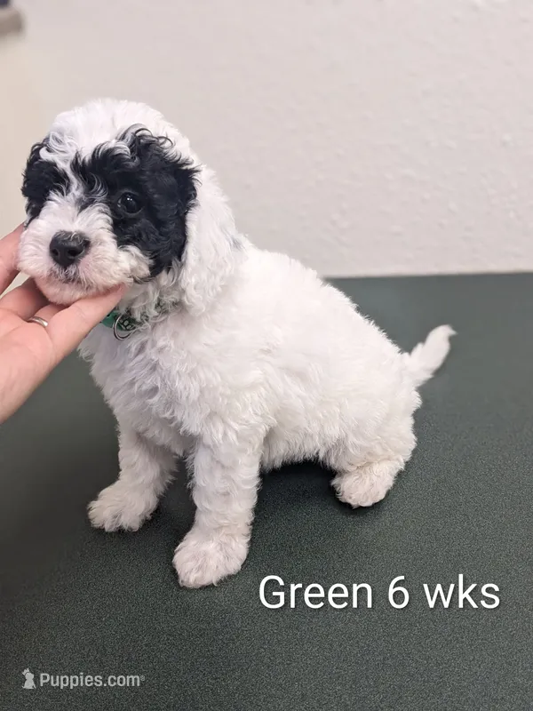 Duke  – Miniature Bernedoodle puppy for sale in Canon City, CO
