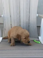 Boomer, a male Golden Retriever for sale in Canon City, CO – 4 of 4