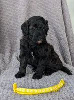 Brailey, a female Miniature Bernedoodle for sale in Canon City, CO – 2 of 4
