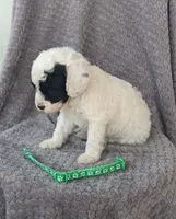 Duke , a male Miniature Bernedoodle for sale in Canon City, CO – 2 of 3
