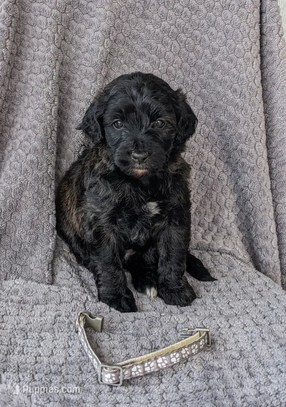 Ace – Miniature Bernedoodle puppy for sale in Canon City, CO