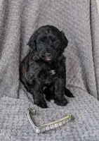 Ace, a male Miniature Bernedoodle for sale in Canon City, CO – 1 of 4