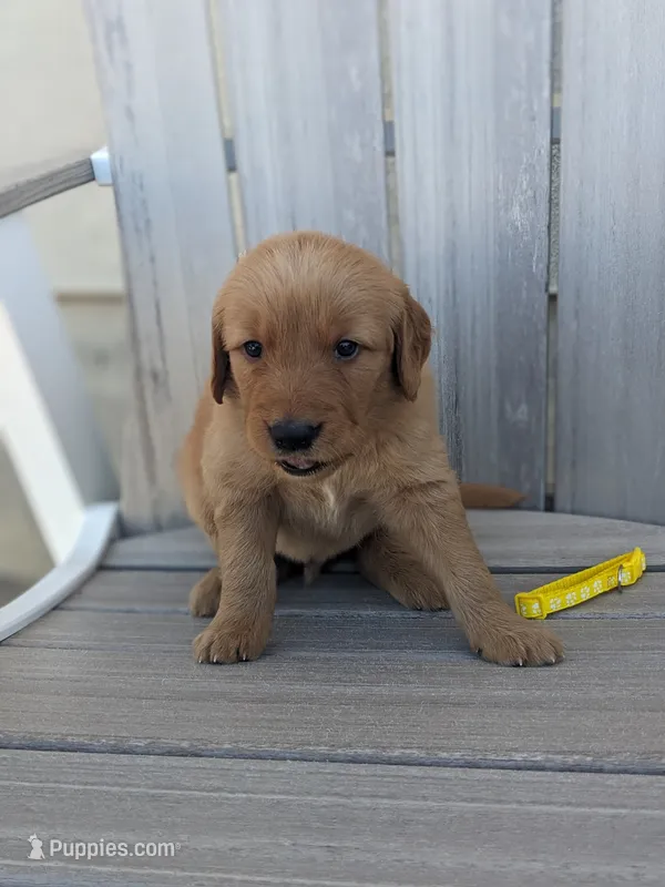 Bingo – Golden Retriever puppy for sale in Canon City, CO