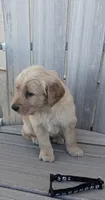 Baxter, a male Golden Retriever for sale in Canon City, CO – 4 of 4