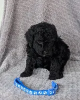 Hunter , a male Miniature Bernedoodle for sale in Canon City, CO – 2 of 3