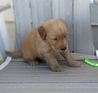 Boomer, a male Golden Retriever for sale in Canon City, CO – 3 of 4