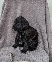 Ace, a male Miniature Bernedoodle for sale in Canon City, CO – 3 of 4